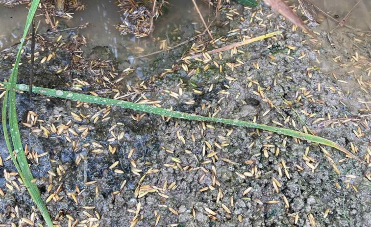 Alertes de danys en el 90% de la collita d'arròs del Delta de l'Ebre per les pluges