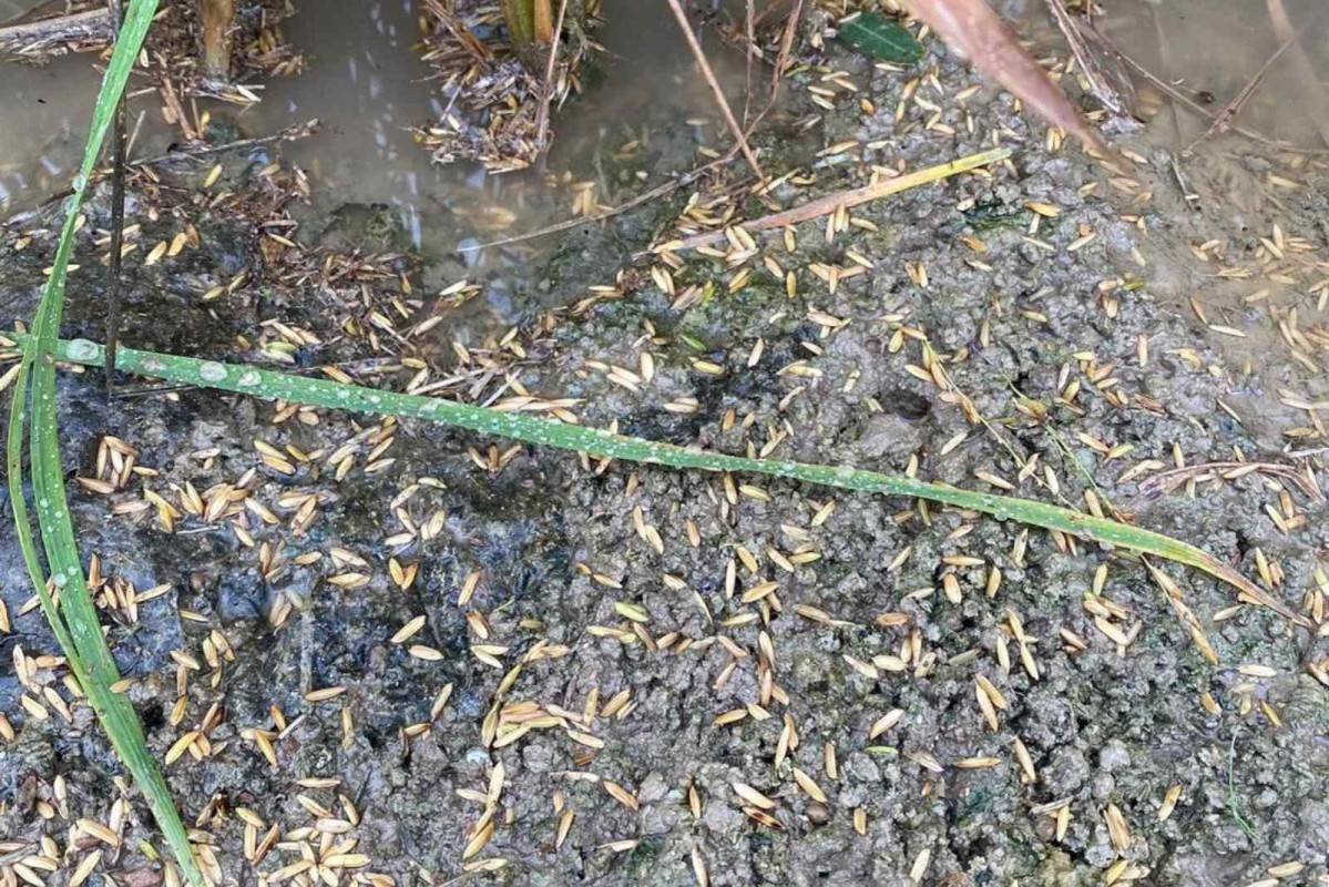Cosecha de arroz dañada   UP