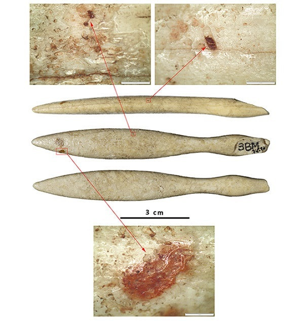 Troben l'objecte d'ivori d'hipopòtam 