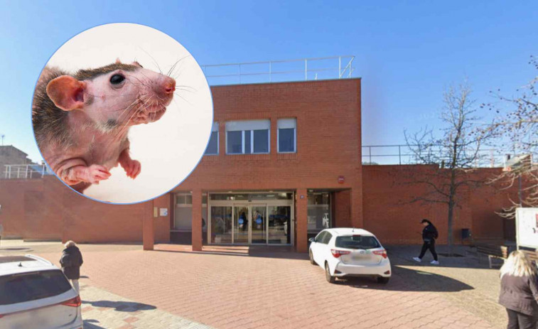 Alerta sanitària a Girona: troben rates a la cuina del CAP de Santa Coloma de Farners