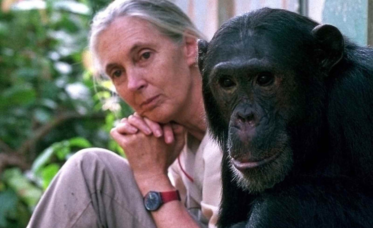 Mor Jane Goodall als 91 anys: l'experta en ximpanzés que va canviar la ciència per sempre