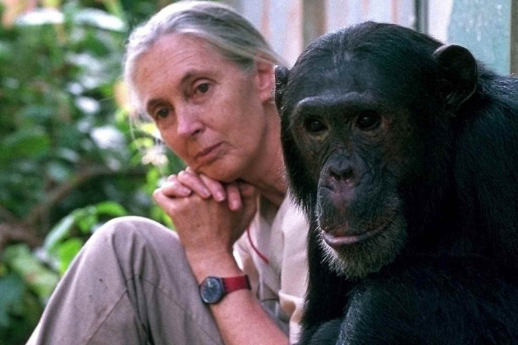 Mor Jane Goodall als 91 anys: l'experta en ximpanzés que va canviar la ciència per sempre