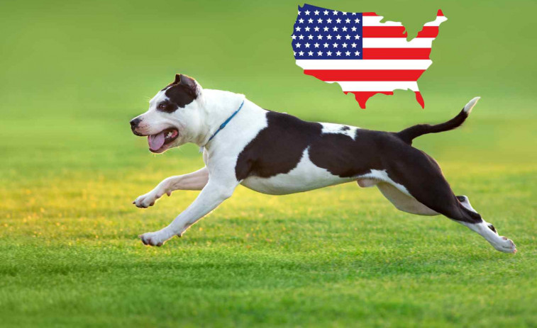 Un pitbull ataca al seu amo per a protegir a una jove de 15 anys i l'agressor el llança pel balcó