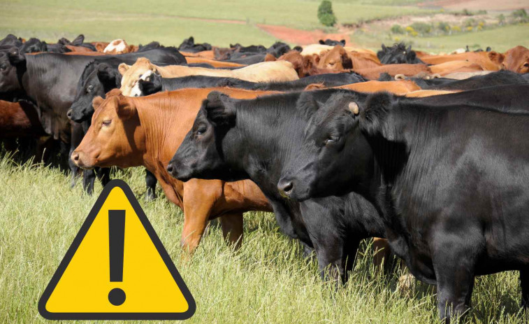 Alarma sanitària a Girona per un perillós brot víric: sacrificades més de 120 vaques