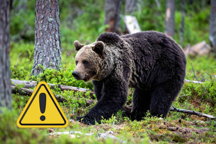 Un ós ataca a un turista espanyol al Japó: l'ensurt en un poble Patrimoni de la Humanitat