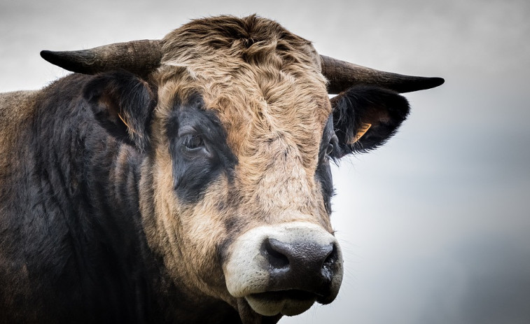 Cinc dies desaparegut: Creix la intriga pel toro brau que es va perdre en la serra de Brihuega