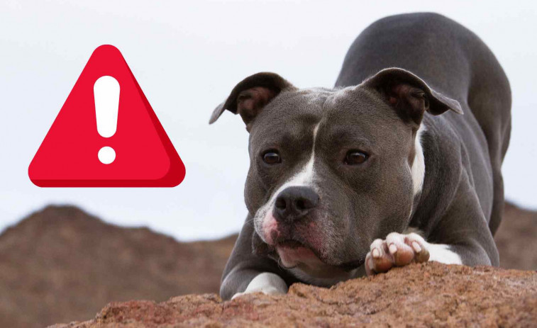 Investiguen la mort d'una gossa pitbull a Sils: la van posar en un transportín i la van llançar a un estany