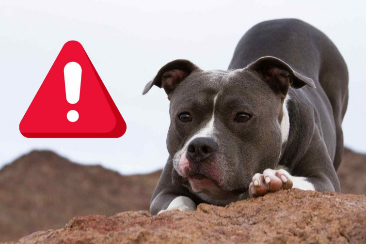 Investiguen la mort d'una gossa pitbull a Sils: la van posar en un transportín i la van llançar a un estany