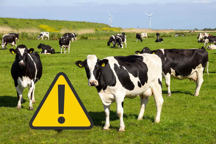 Ferit un home a Molló després de ser envestit per una vaca i caure per un marge de tres metres