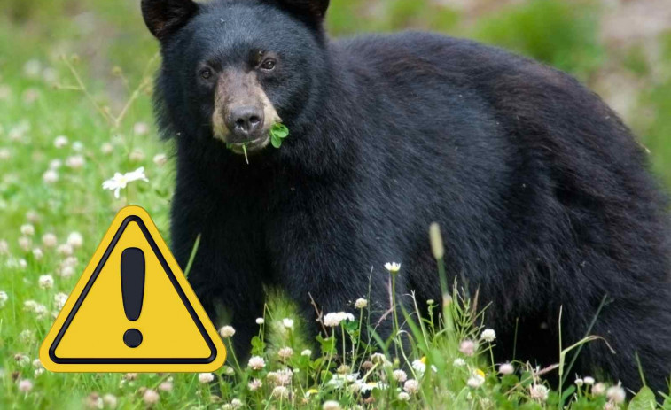 Un ós mata brutalment un exàrbitre de lluita lliure mentre passejava pel bosc