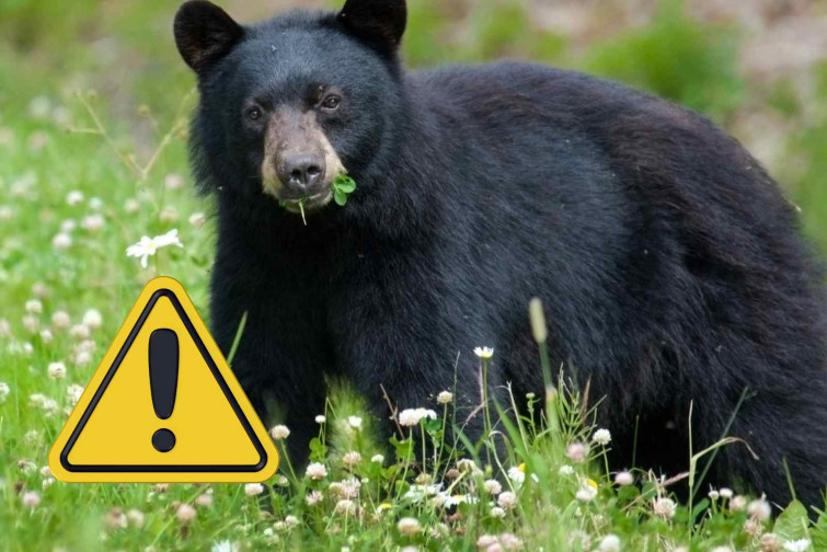 Un ós mata brutalment un exàrbitre de lluita lliure mentre passejava pel bosc