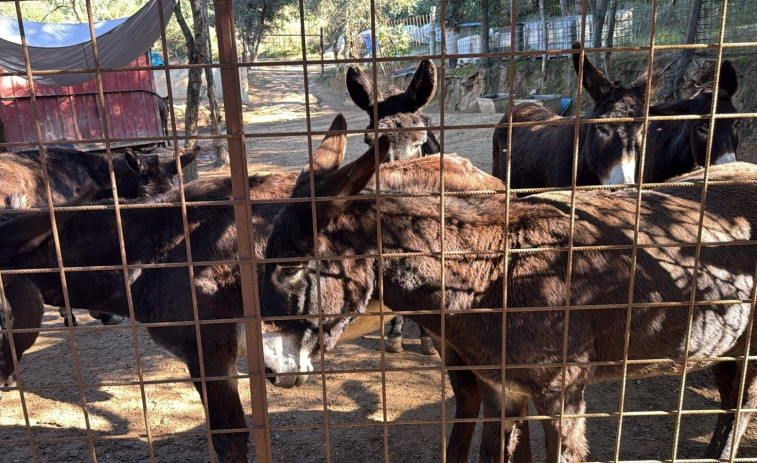 Lloret afirma haver analitzat tots els presumptes casos de maltractament animal que cita Pacma