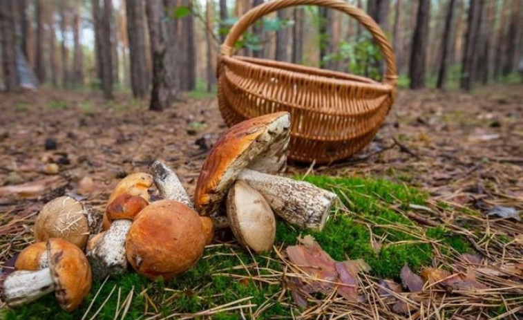 Què va venir abans, la planta o el bolet? Un estudi dóna la resposta definitiva