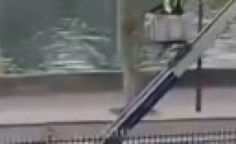VÍDEO| apareixen les primeres imatges dels lladres del  Louvre en l'escala