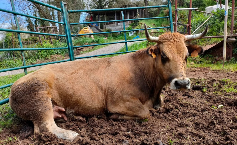 Una dona jubilada mor trepitjada per un ramat de vaques mentre passejava al seu gos