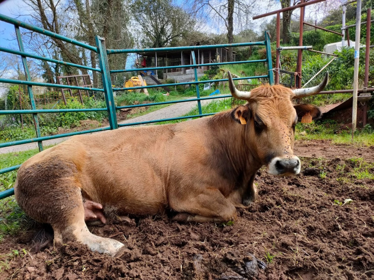 Una dona jubilada mor trepitjada per un ramat de vaques mentre passejava al seu gos