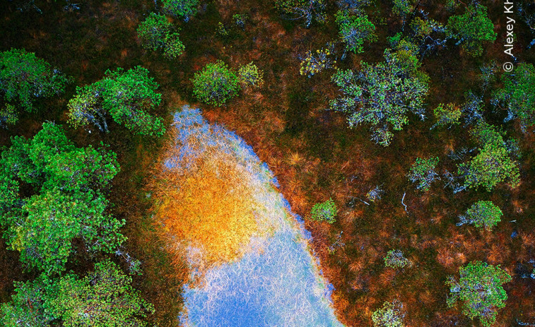 Mira aquestes fotos! El valor de veure el món viu : espanyols triomfen en el Wildlife Photographer of the Year 2025