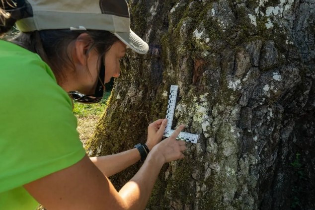 Catalunya posa a examen 300 arbres monumentals