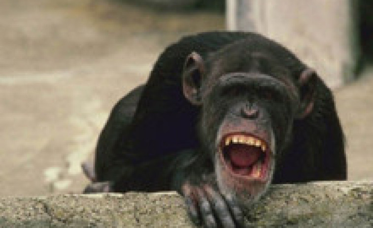 Micos infectats amb un virus perillós escapen d'un camió i sembren el pànic als Estats Units