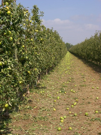 Agricultura (ARCHIVO)