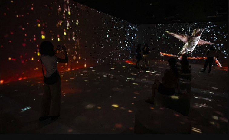 VÍDEO: ‘Som Natura’, l'experiència immersiva de Caixaforum amb art, ciència i ecologia fins el 6 d'abril