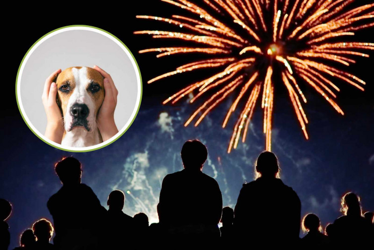 Un gos mata a un bebè de 9 mesos després d'espantar-se pels focs artificials