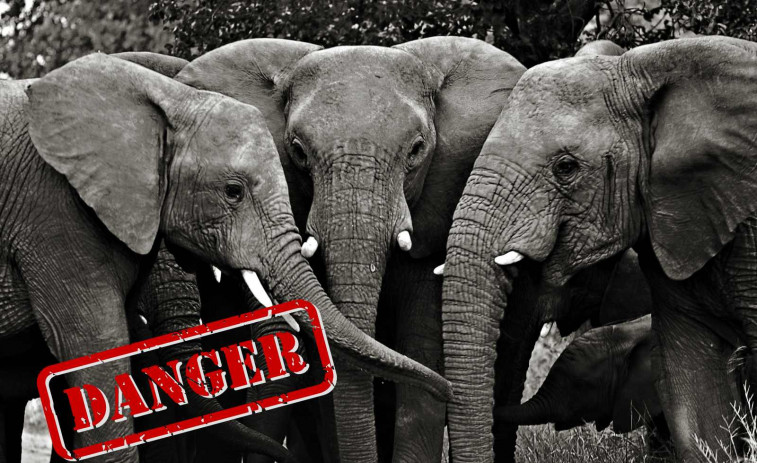 Un elefant li trenca les cames a un home i torna hores després per a matar-lo