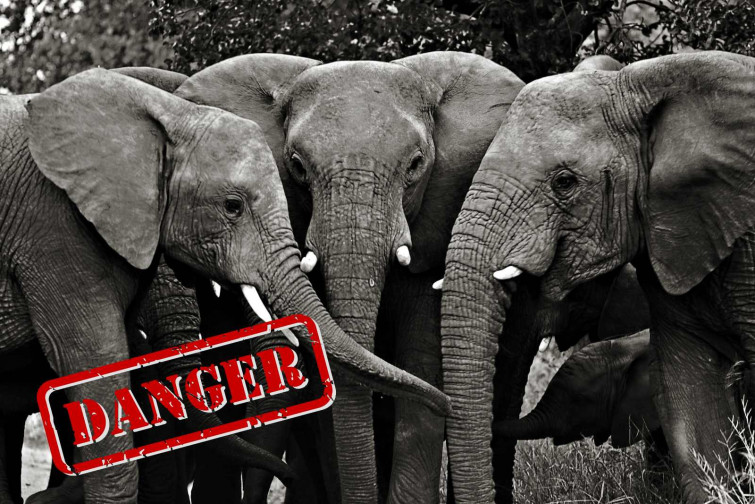 Un elefant li trenca les cames a un home i torna hores després per a matar-lo