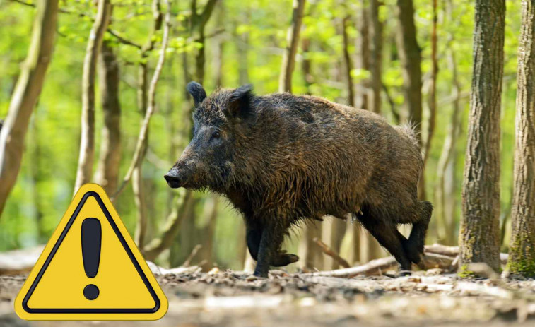 VÍDEO | Un porc senglar lluita per la seva vida al riu Besòs després de la crescuda per les fortes pluges