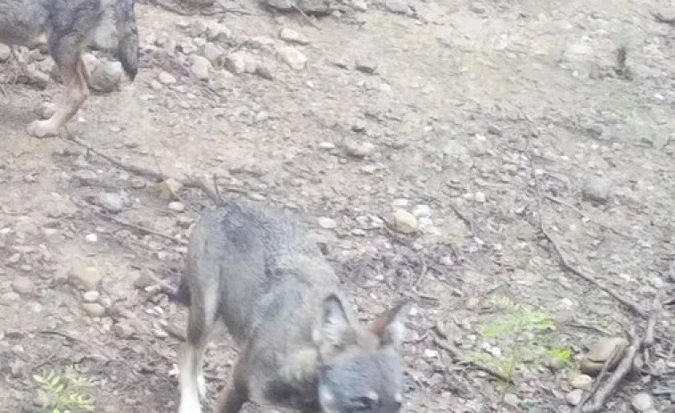 El llop torna a Catalunya: per què és una gran notícia