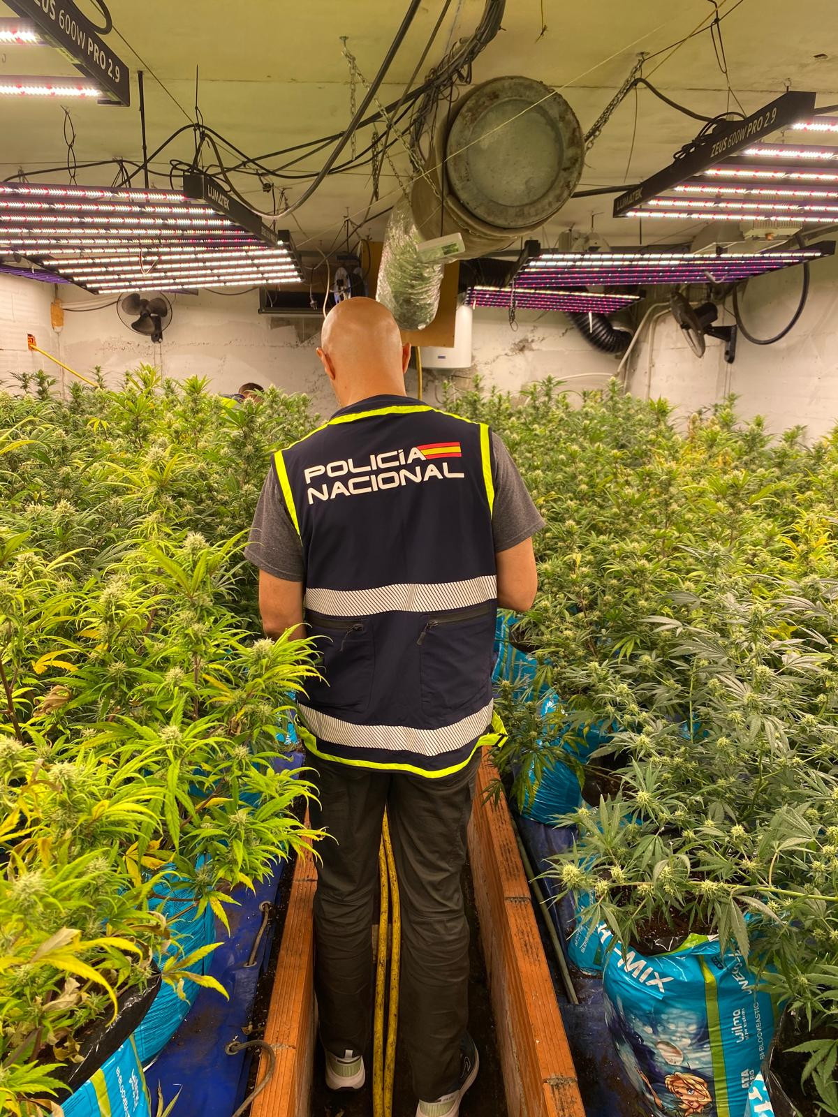 Plantación Marihuana