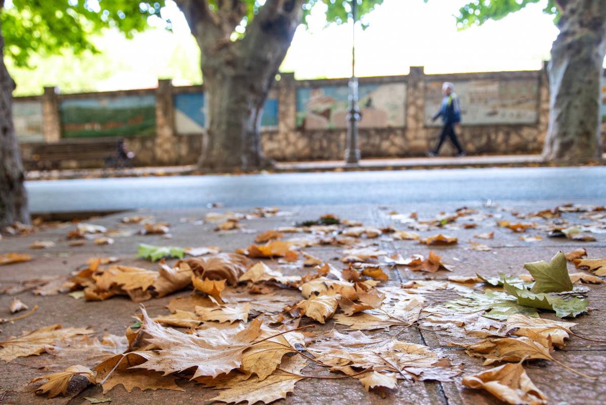 Archivo - Hojas secas en el comienzo del otoño 2023, en la Sierra del Segura, a 22 de septiembre de 2023, en Albacete, Castilla-La Mancha (España).