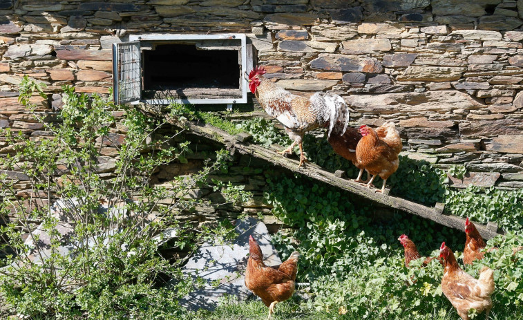 L'Estat activa un pla de control per a prevenir la grip aviària en 1.199 municipis d'Espanya