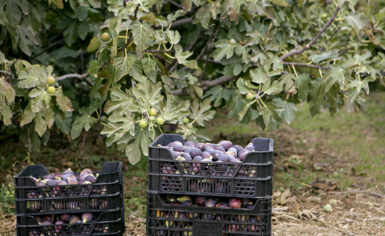 Mercadona compra 800 tones de figues a Catalunya, el doble que el 2024