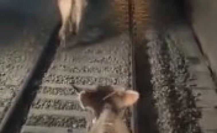 VÍDEO | La curiosa incursió de vaques en el túnel de Rodalies que es fa viral