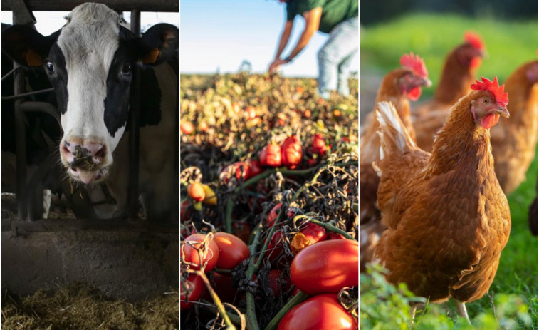 El sector primari de Catalunya i una crisi infinita: ramaderia, pesca i agricultura sota pressió extrema