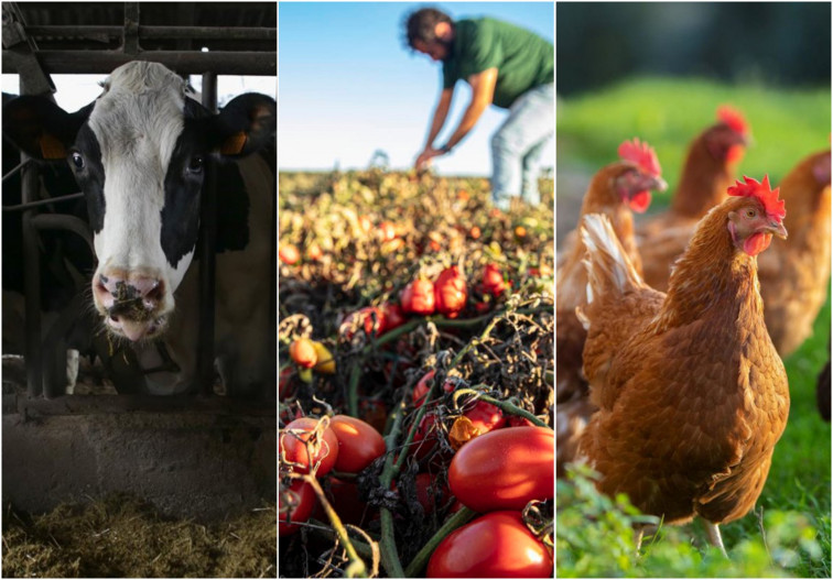 VÍDEO. Mercosur: El 