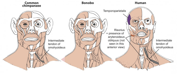Un estudi revela l'evolució dels vincles entre ximpanzés i bonobos