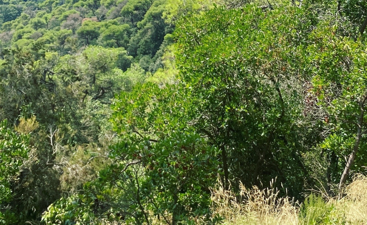 COP30 : Greenpeace demanda 4 accions urgents per a salvar el clima i detenir la destrucció de la Amazonía