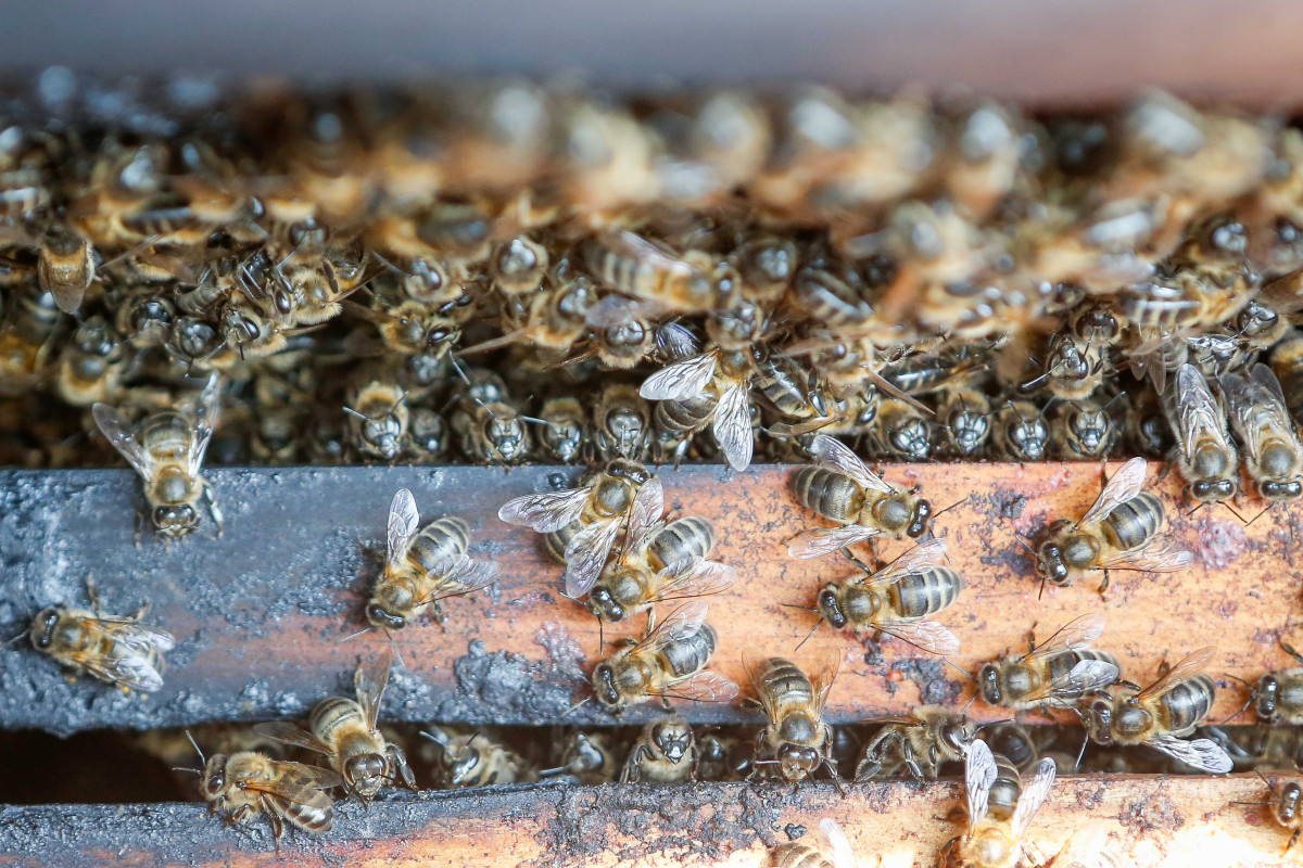 EuropaPress 6910383 abejas supervivientes incendios 21 agosto 2025 gudina ourense galicia (1)