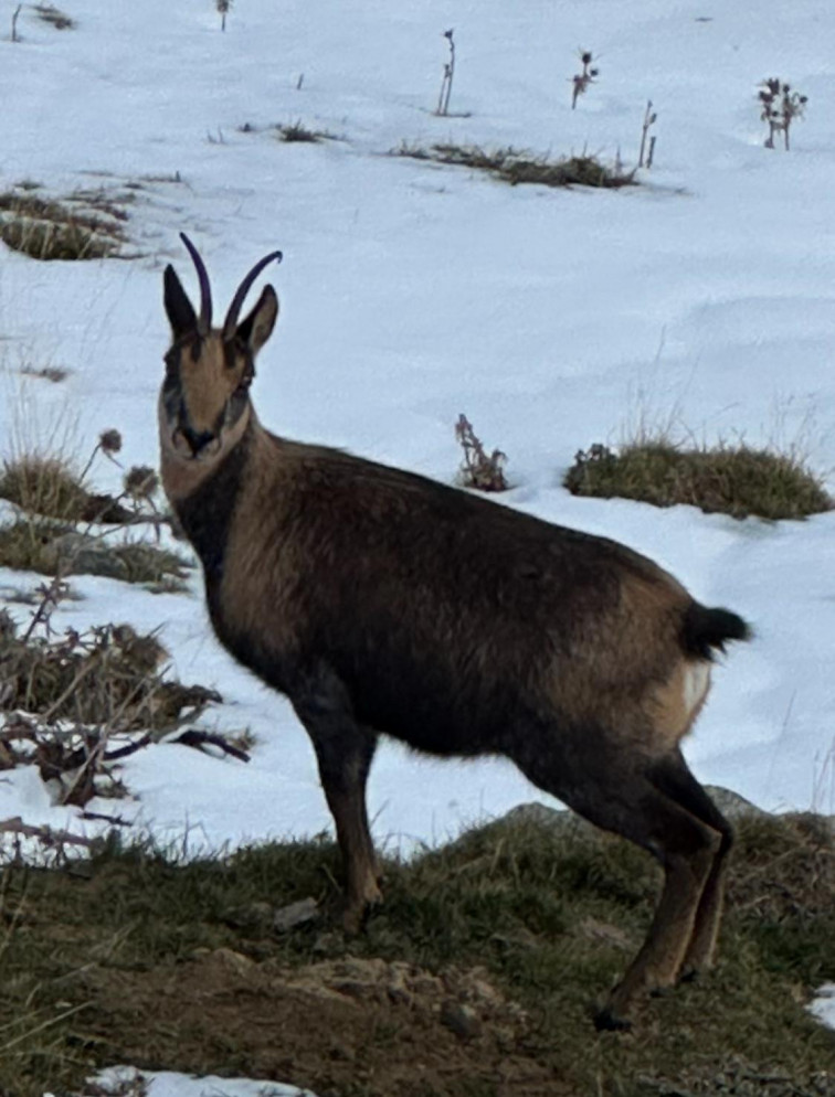 Albiren un isard al Parc Natural de les Capçaleres del Ter i del Freser