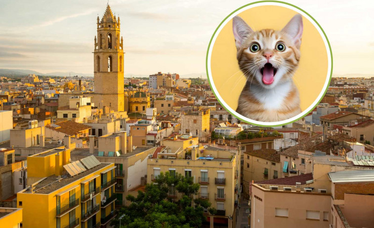 Reus en alerta: denuncien atacs i caos en les colònies de gats de carrer