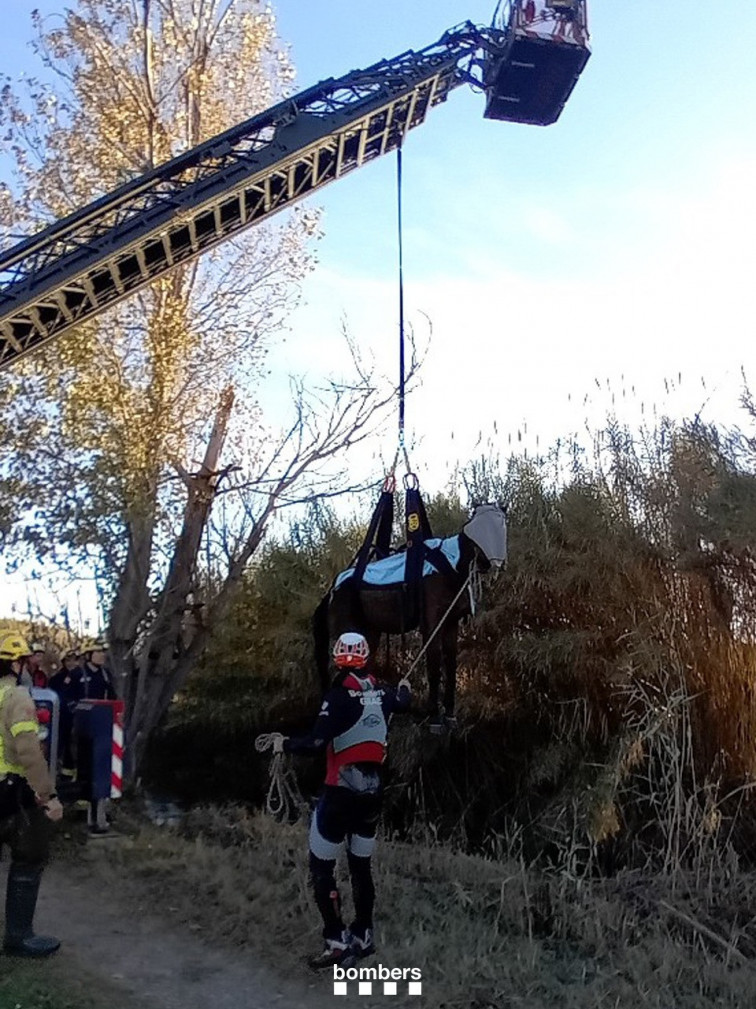 Els Bombers rescaten a un cavall que ha caigut en un riu a Bellvís