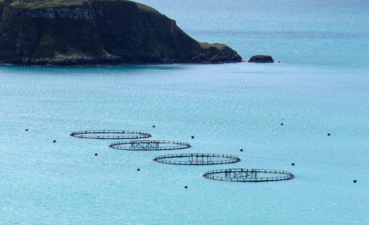 Vídeo: Espanya lidera el sector aqüícola europeu amb 268.564 tones a l'any enfront de l'escassetat d'Anglaterra