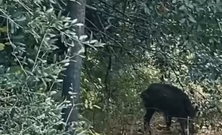 VÍDEO | De paradís salvatge a zona de risc: la Generalitat blinda Collserola amb ajuda de la UME