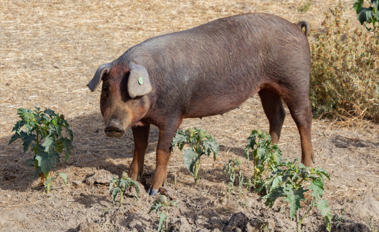 El sector primari català, entre l'alarma sanitària i la crisi econòmica: de la Pesta Porcina a la Dermatosis