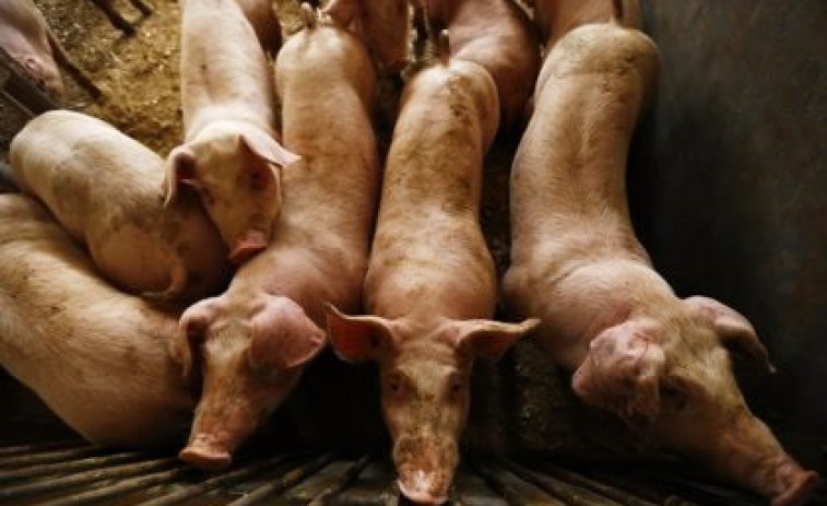 La Xina limita la prohibició de carn de porc espanyola només a Barcelona per la Pesta Porcina Africana