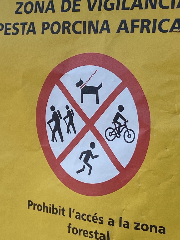 VÍDEO : La “Zona Prohibida” de Collserola: reportatge des de l'epicentre de la pesta porcina africana a Barcelona