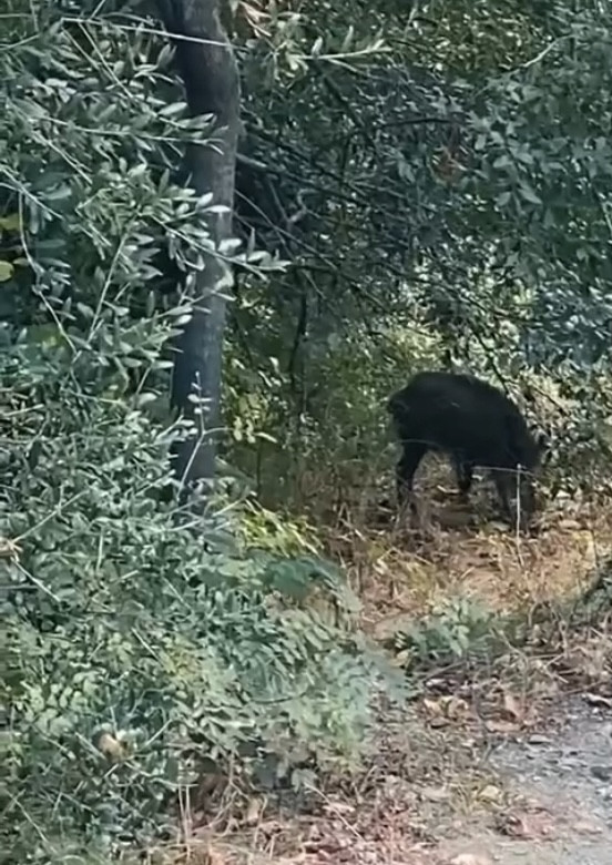 S.O.S. del sector porcí de Catalunya: demanen ampliar la Zona Prohibida i blindar les granges per a evitar la ruïna
