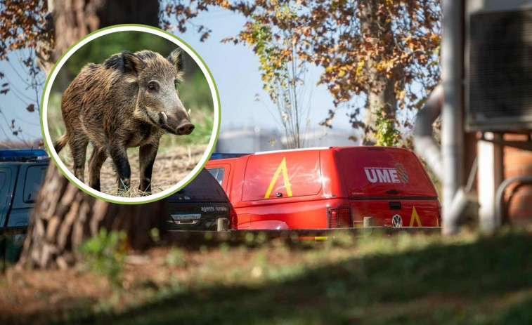 Augmenten a 9 els casos de pesta porcina africana en senglars de Catalunya